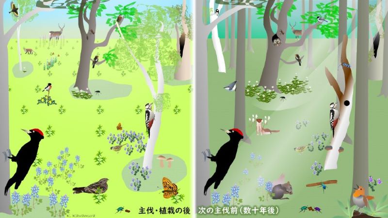 img_retentionforestry 保持林業が短期・長期に果たすイメージ