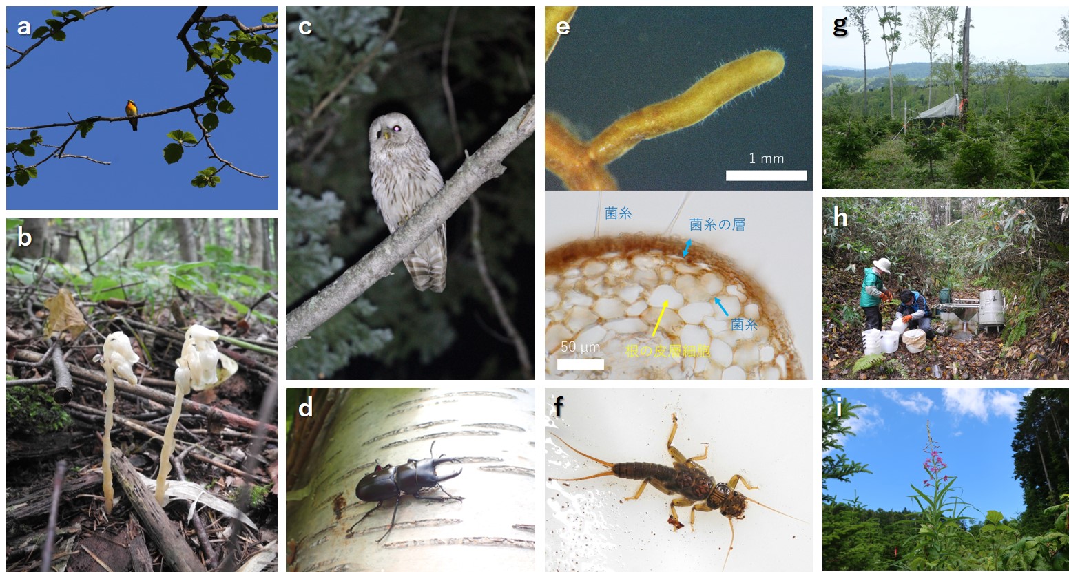 調査対象種と調査手法の写真