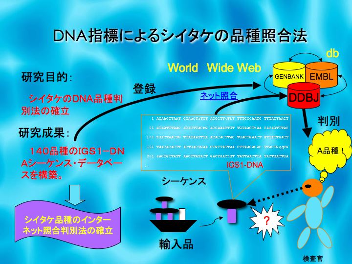 internet collating jp