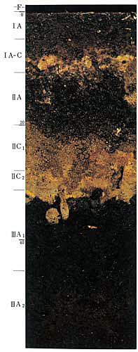 BlD