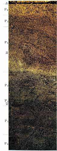 Pt