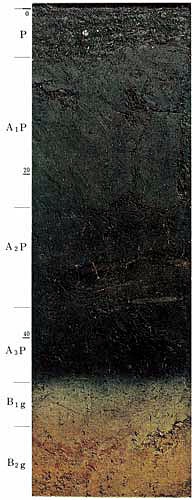 Pt
