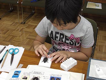 写真6：標本作りに挑戦