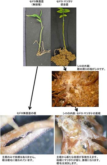 図1：マツタケ菌が根に共生したセドロ-マツタケ感染苗の形態