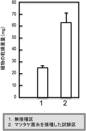 図2：シロの形成に伴うセドロの成長量の変化