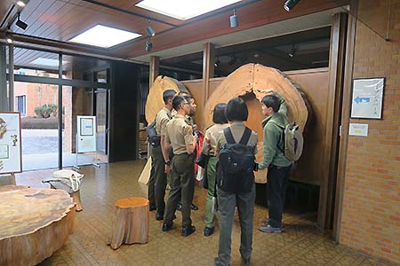 写真3：屋久杉の材鑑の説明