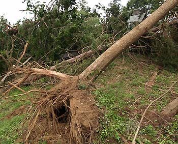 図-1 竜巻により発生した根返り被害