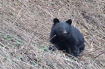 写真1：ツキノワグマ
