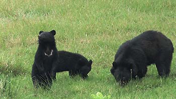 写真2：ツキノワグマの親子