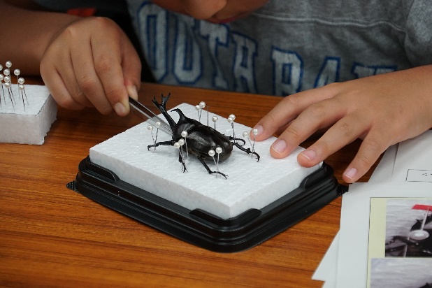 カブトムシの標本作り01