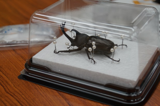 カブトムシの標本作り02