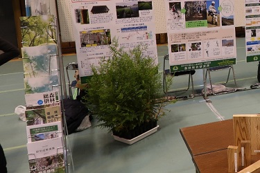 コンテナ苗実物の写真