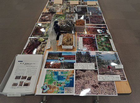 企画展示コーナー「蘚・苔・地衣類の世界」の写真