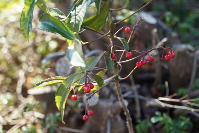 ⼩さな⽊にきれいな⾚い実をつける植物