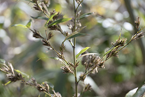 120年に一度咲くと言われる花を観賞できました