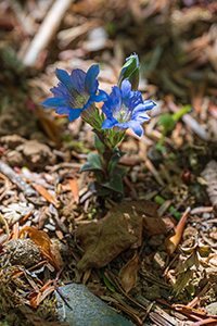 フデリンドウ：名前の「フデ」は閉じた花が筆のように見えるからだそうです