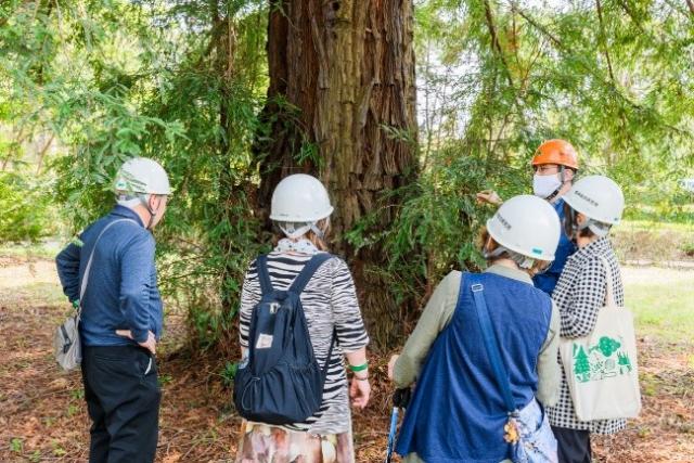4月18日森林総合研究所構内のイベント、樹木園見学ツアー