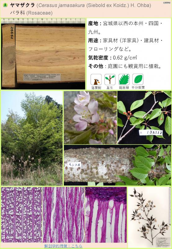 木材の紹介_ヤマザクラ