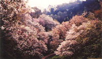 PHOTO Tama Forest Science Garden