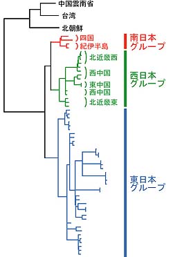 図2:ツキノワグマの遺伝タイプの系統関係