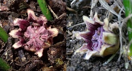 図2.地面にめり込んだような格好で咲くハランの花の写真
