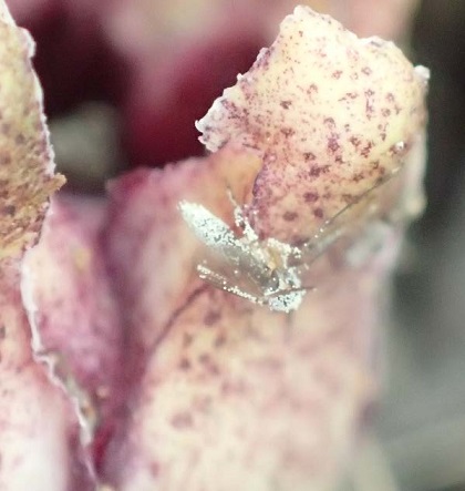 図3.ハランの花に訪れるキノコバエ類の1種.その体表に大量のハランの花粉が付着している写真