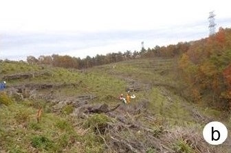 図1（b）調査地で被害地を地拵えしてヒノキを植栽している様子の写真