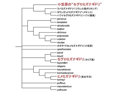 図2 小笠原の“セグロミズナギドリ”と他のミズナギドリ類の系統関係