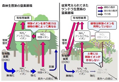 通常の陸上生態系とツンドラ生態系の窒素循環の図