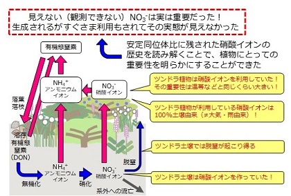 本研究で明らかになったツンドラ生態系の窒素循環の図