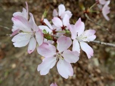 クマノザクラの花の写真