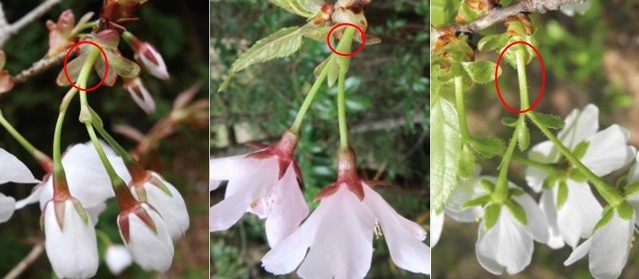 ヤマザクラ(左)とクマノザクラ(中)、カスミザクラ(右)の花序の写真