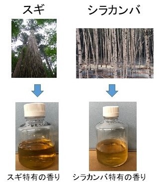 2種類の樹種から出来た発酵液の図