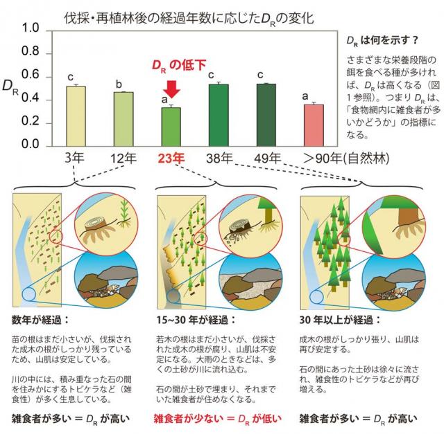 図3：伐採・再植林後の経過年数に応じた変化の図