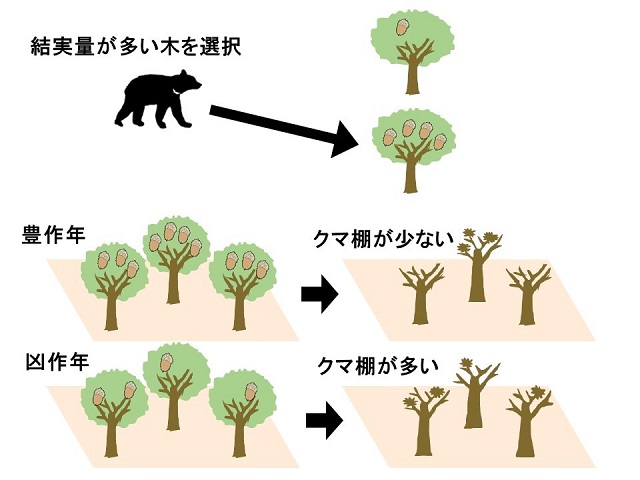 ツキノワグマによる樹上での採食行動パターンの模式図