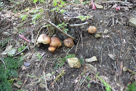 今年発生したバカマツタケの一部の写真