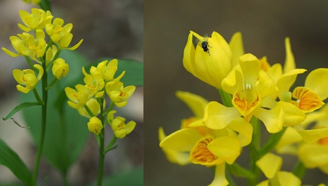 図1. 美しい花を咲かせるキンラン（左）とキンランの花にいるランミモグリバエ（右）の写真