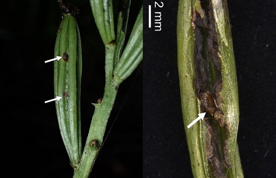 図2. 一見すると健全なランミモグリバエの食害を受けた果実（左）と左図の果実を割ったものの拡大図（右）の写真