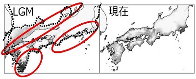 図1.スダジイの分布モデル