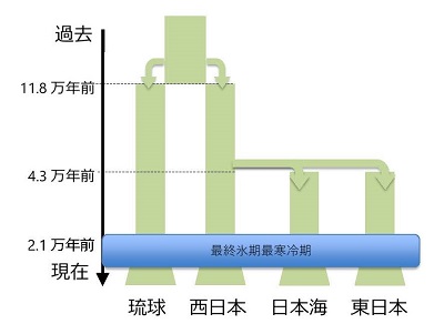 図2.スダジイの歴史的変遷に関するモデル