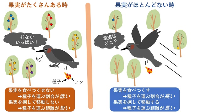果実の豊凶が鳥による種子散布を左右するイメージ図