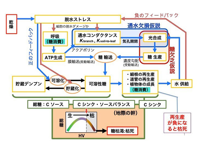 図2：乾燥によって樹木が枯死に至る生理過程の模式図
