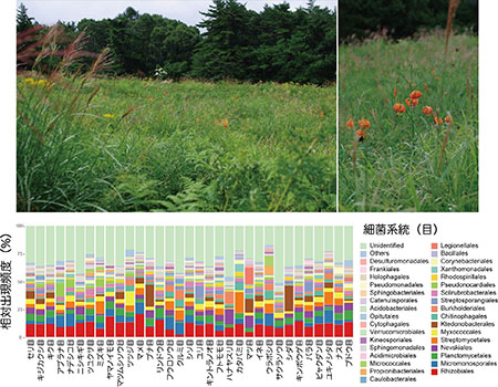 菅平高原の写真と抜粋した植物共生微生物叢のデータの図