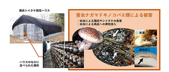 図1.菌床シイタケ栽培ハウスとナガマドキノコバエ類による被害の図
