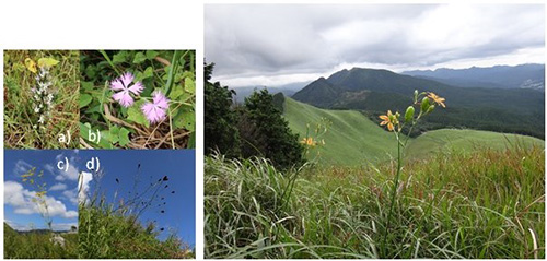 図1.（左）草本植物と（右）奈良県・曽爾高原の写真