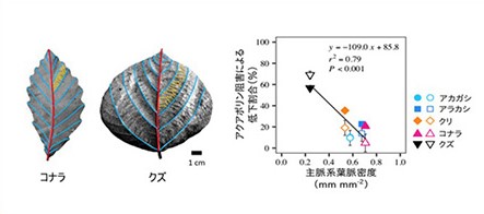 図：主脈系葉脈密度とアクアポリン阻害による葉の通水性や気孔開度の低下割合の関係