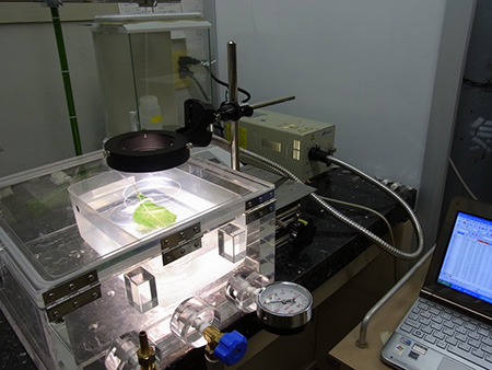図1：自作の機器による葉の通水性測定の様子
