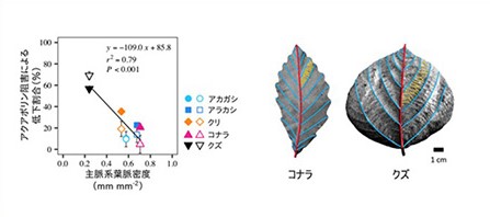 図2：主脈系葉脈密度とアクアポリン阻害による葉の通水性や気孔開度の低下割合の関係