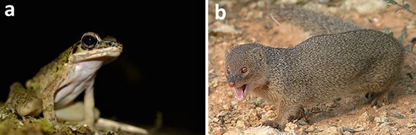 図1.（a）アマミハナサキガエルと（b）フイリマングースの写真