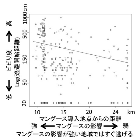 図3.逃避開始距離とマングースの影響との関係図